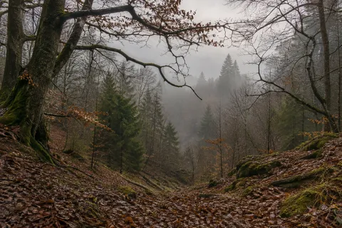 Bare branching limbs over a leaf-covered woodland hollow with moss and foggy trees.