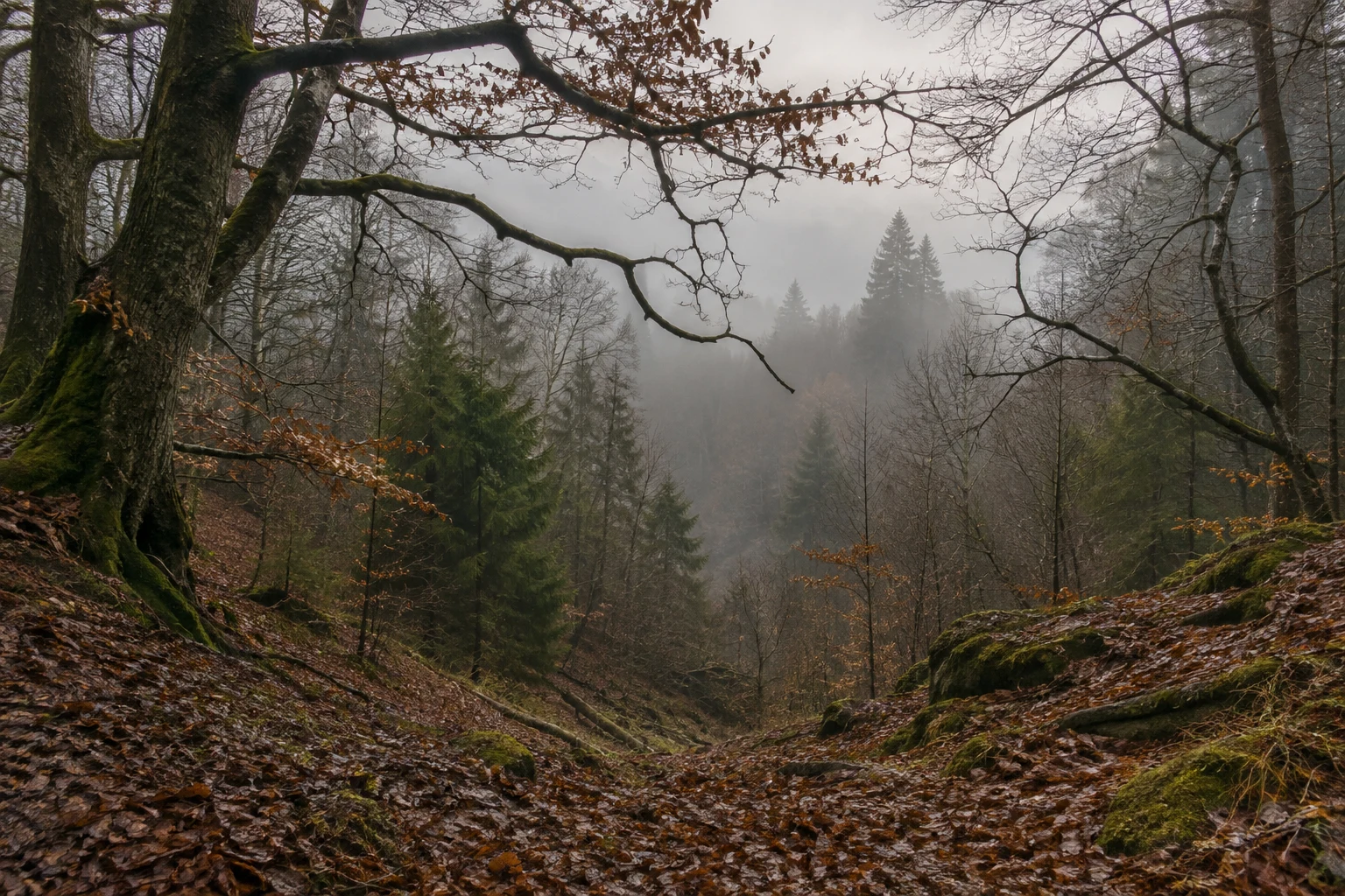 Bare branching limbs over a leaf-covered woodland hollow with moss and foggy trees.