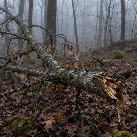 Broken lichen-covered limb with splintered wood above wet brown leaves in a bare forest.