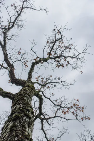 Upward view along rough bark into irregular bare branches with a few brown leaves.