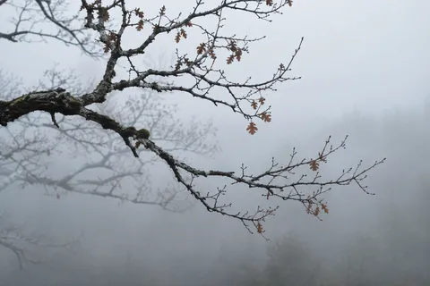 Two irregular bare limbs with a few copper leaves against pale mist and softer distant branches.