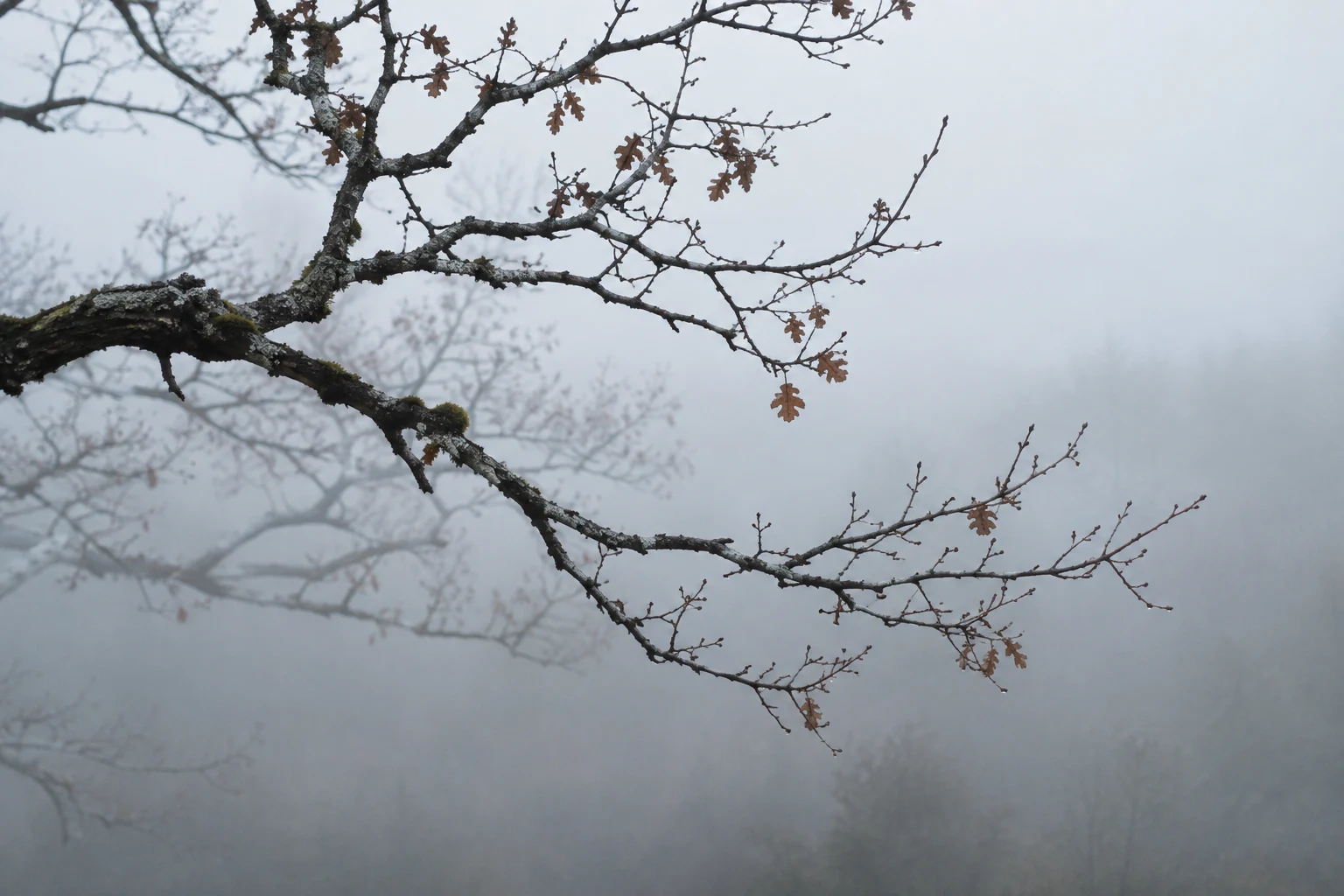 Two irregular bare limbs with a few copper leaves against pale mist and softer distant branches.