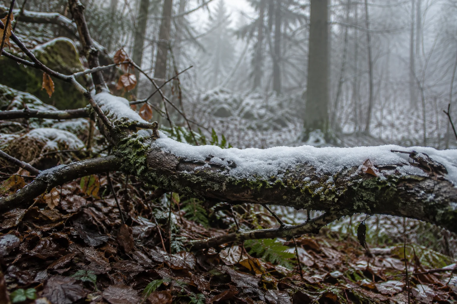 Thin snow resting on a fallen branch above wet leaves and moss in a wintry woodland.