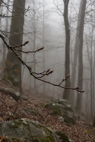 Fine branch with closed brown buds and droplets before bare misty woodland trunks.