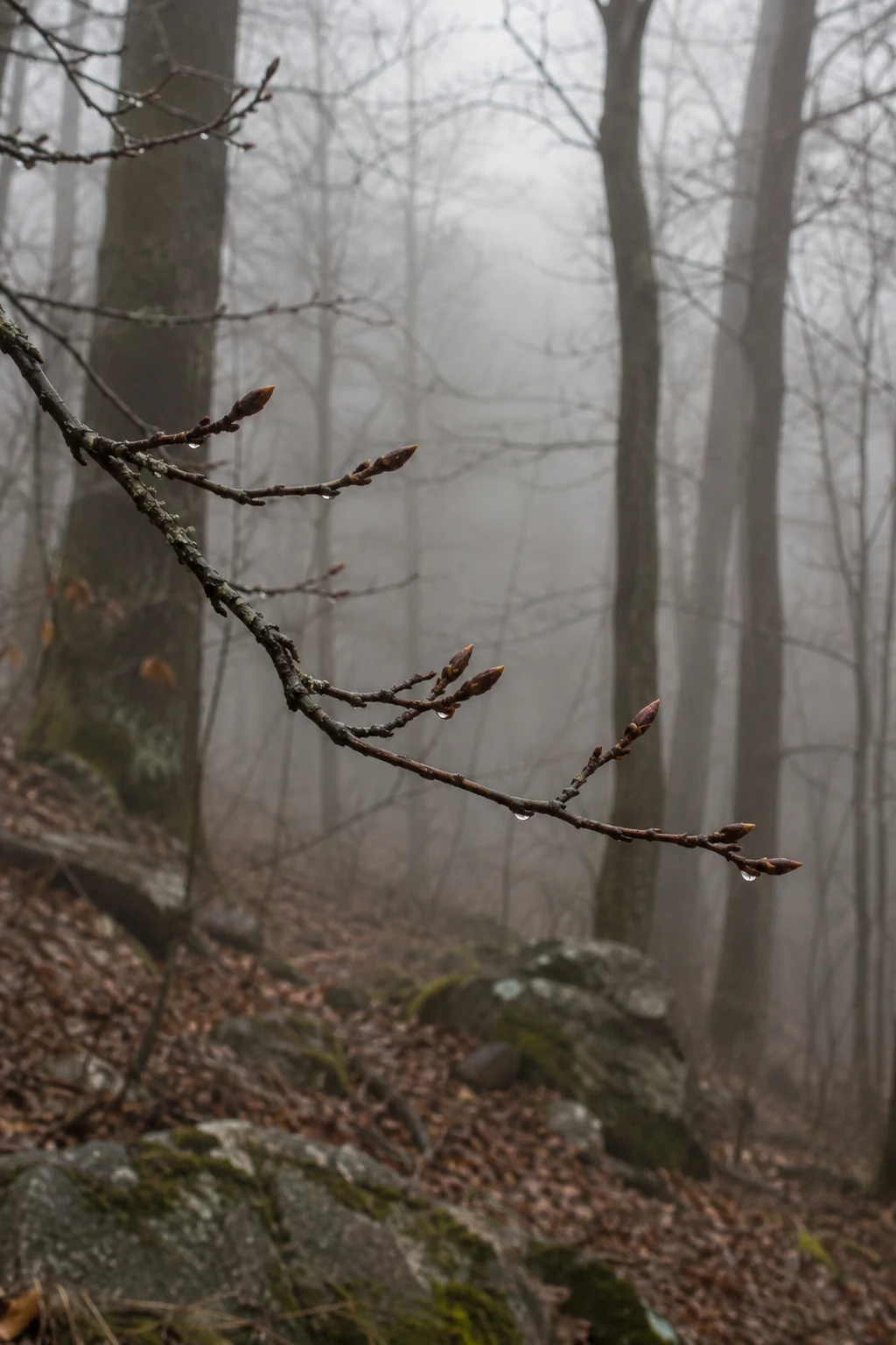 Fine branch with closed brown buds and droplets before bare misty woodland trunks.