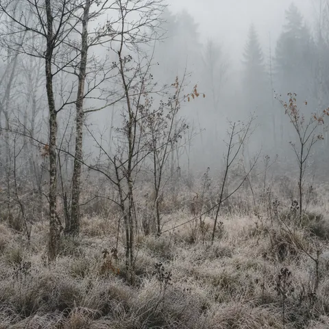 Sparse bare saplings among frost-covered grasses with misty evergreen silhouettes behind.