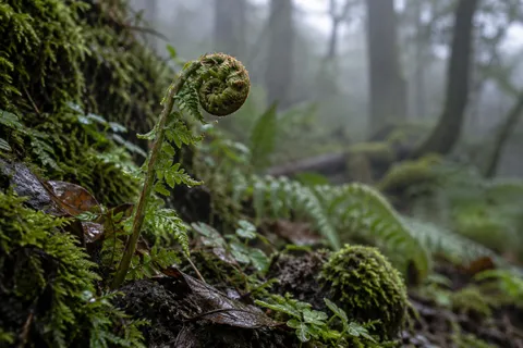 Unfurling green fern with a curled tip growing beside wet moss and brown leaves.