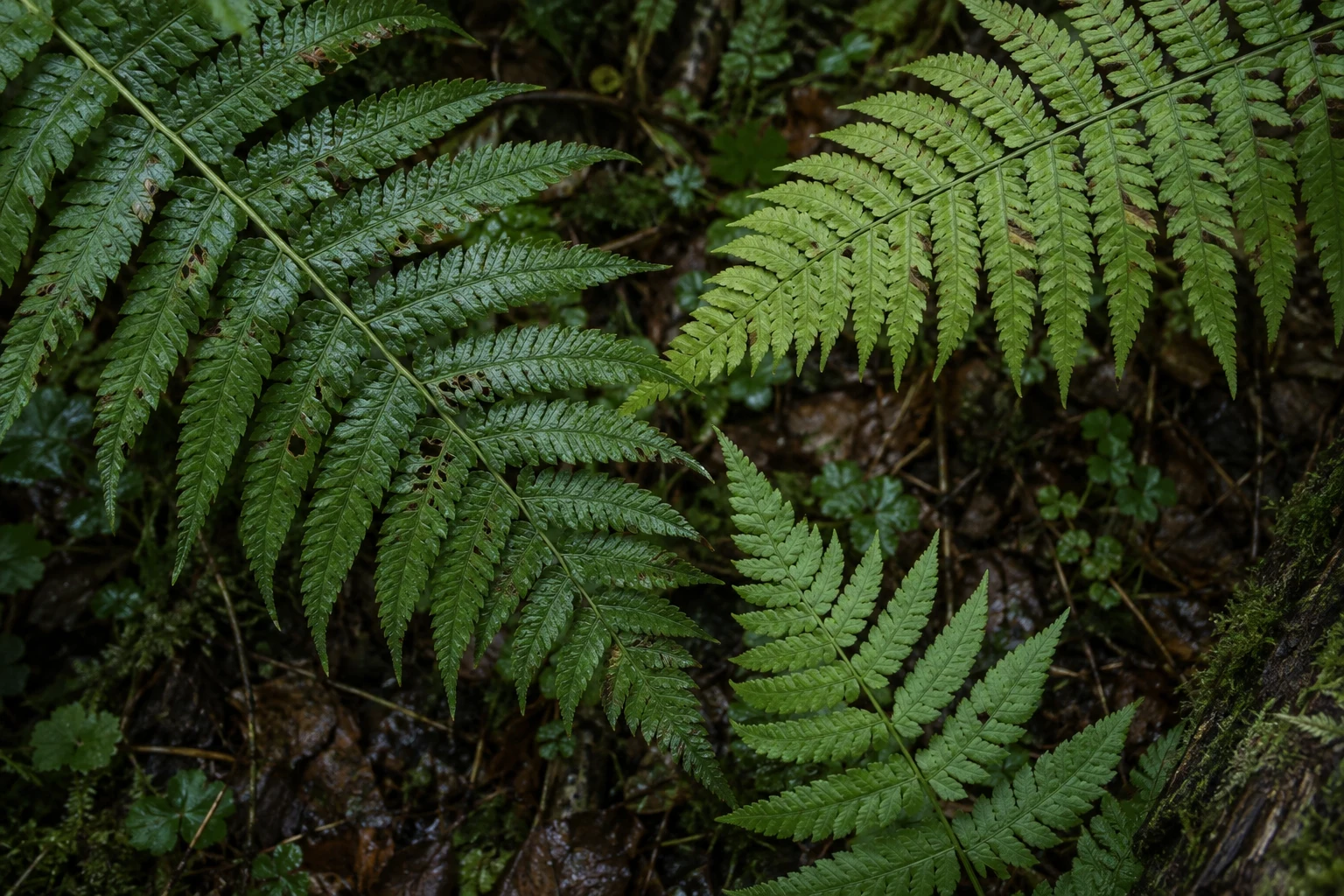 Top-down close view of three unequal green fern fronds over damp leaf litter.