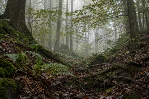 Sparse ferns and exposed roots along a damp leaf-covered woodland hollow.