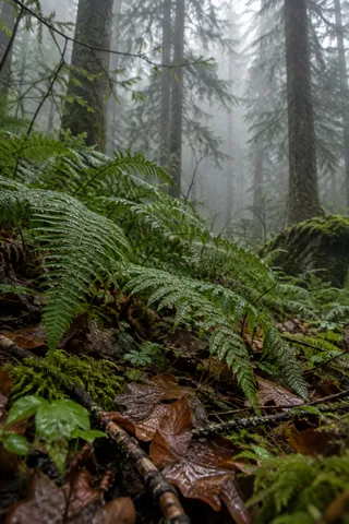 Low rain-wet fern fronds over brown leaves and moss before misty evergreen trunks.
