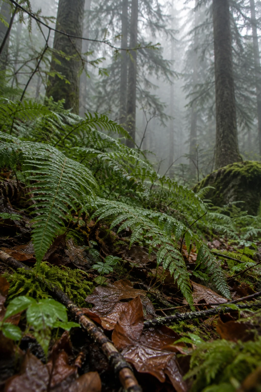Low rain-wet fern fronds over brown leaves and moss before misty evergreen trunks.