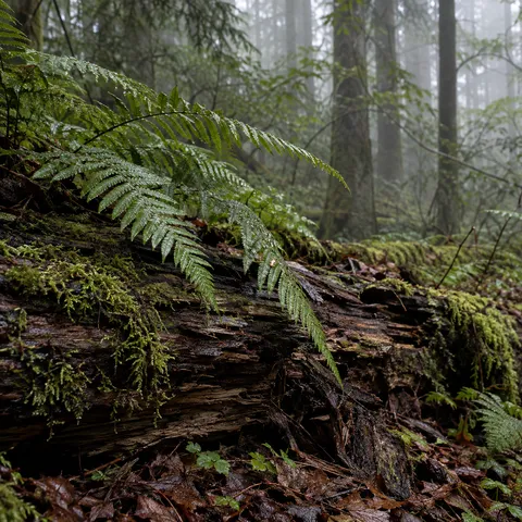 Green fern fronds over a decaying mossy log with split brown wood and wet leaf litter.
