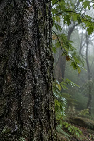 Close dark wet tree bark with irregular deep ridges beside soft green leaves and misty trees.