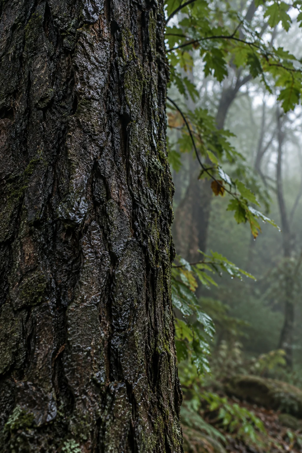 Close dark wet tree bark with irregular deep ridges beside soft green leaves and misty trees.