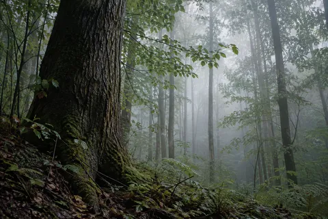 Large dark wet trunk on a mossy slope beside a deep view of misty slender woodland trees.