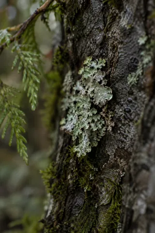 Pale lobed lichen on rough wet bark beside soft green moss and a blurred evergreen sprig.