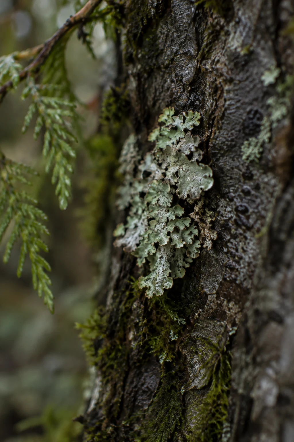 Pale lobed lichen on rough wet bark beside soft green moss and a blurred evergreen sprig.