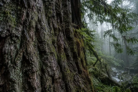Oblique close view of rough wet bark furrows with small ferns near the trunk edge.