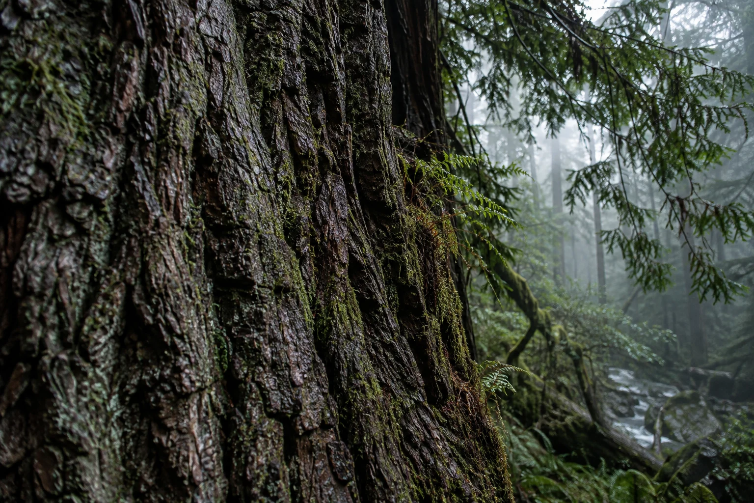 Oblique close view of rough wet bark furrows with small ferns near the trunk edge.