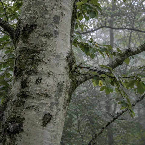 Pale mottled tree bark with an attached leafy branch in soft woodland shade.