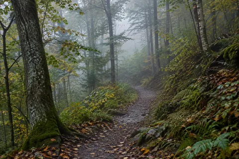 Damp dirt path bending through a mossy sloping woodland with mist ahead.