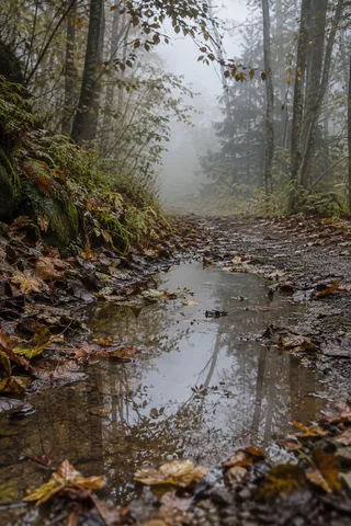 Shallow woodland trail puddle reflecting branches and pale sky among wet autumn leaves.