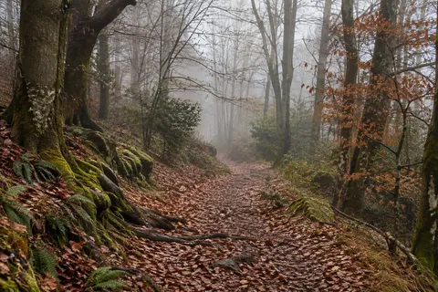 Leaf-covered woodland track between mossy roots and trees with sparse copper foliage.