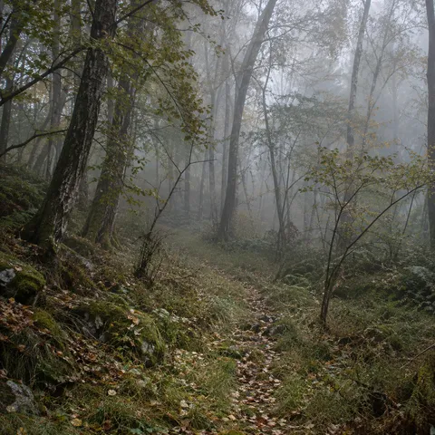 Faint narrow track through grassy woodland litter with young trees and soft mist.