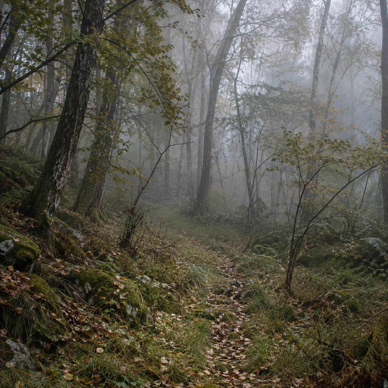 Faint narrow track through grassy woodland litter with young trees and soft mist.