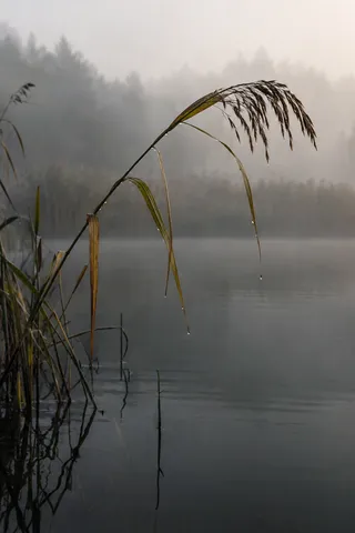 Single arching reed with a dry seed head and hanging droplets over still misty water.