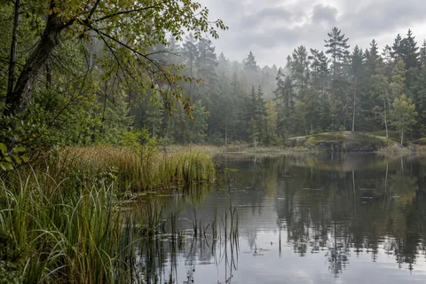 Reed-lined pond margin with mixed woodland, a low rock bank and softly rippled reflections.