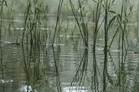 Thin green reeds rising from shallow water with wavy reflections and small ripples.