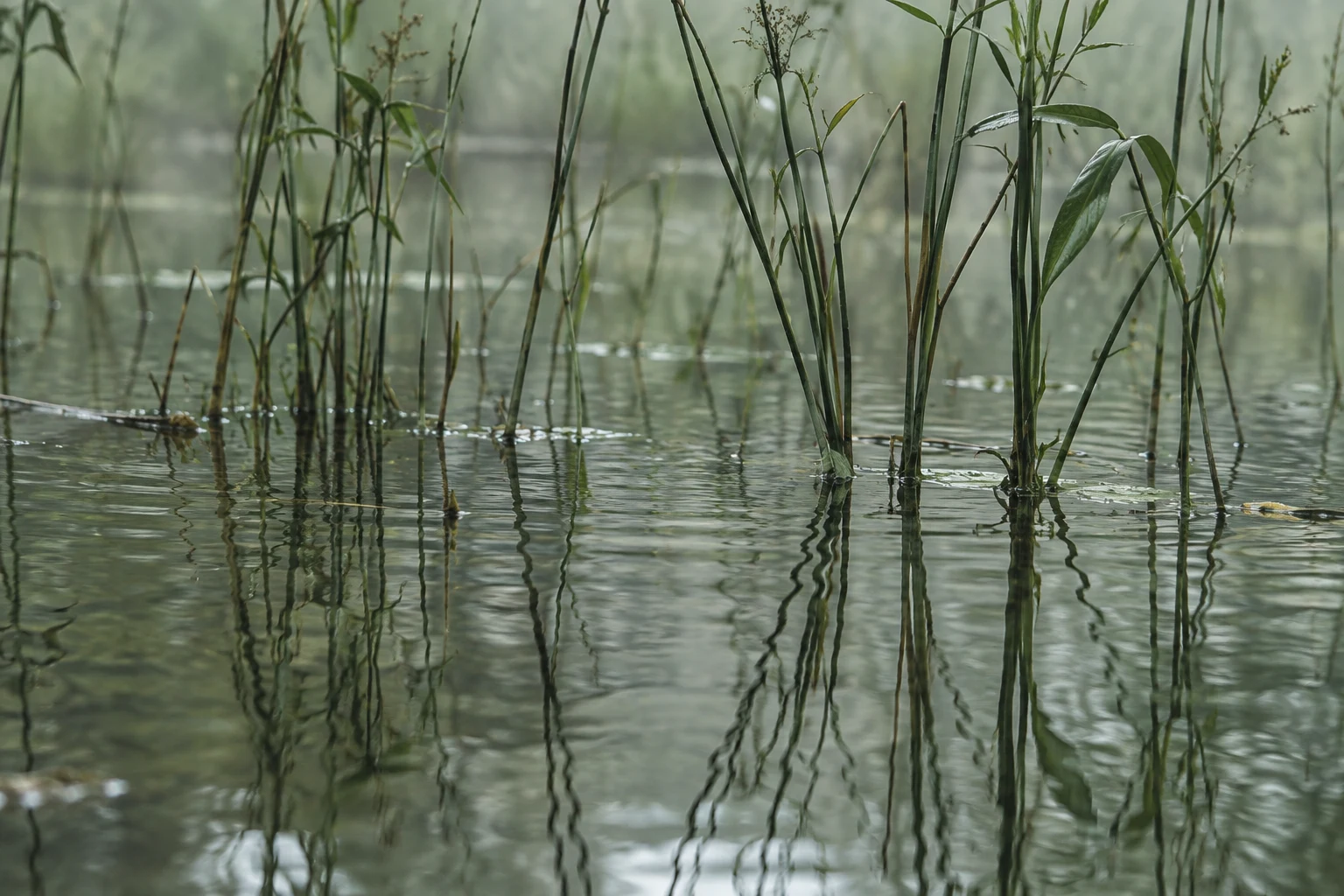 Thin green reeds rising from shallow water with wavy reflections and small ripples.