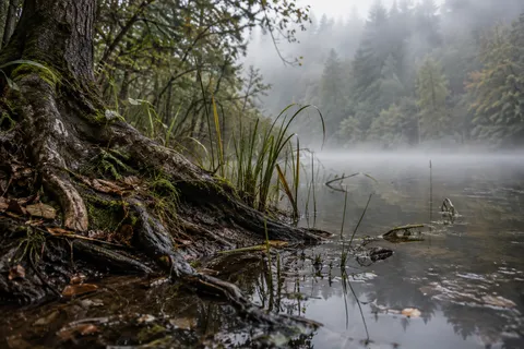 Reeds beside wet mossy tree roots at a quiet misty pond edge.