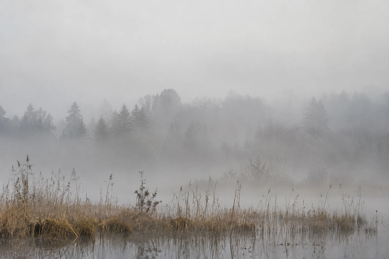 Dry reeds reflected in still water below woodland silhouettes and pale gray fog.