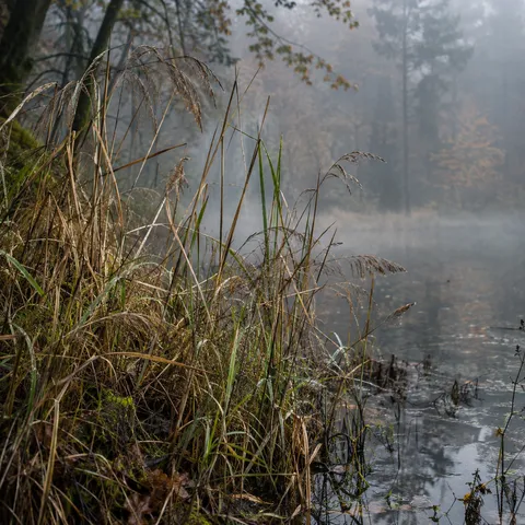 Dry reed heads and green blades beside a misty woodland pool.