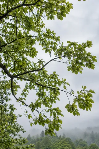 Green leaves on dark spreading branches against a pale sky and distant misty woods.