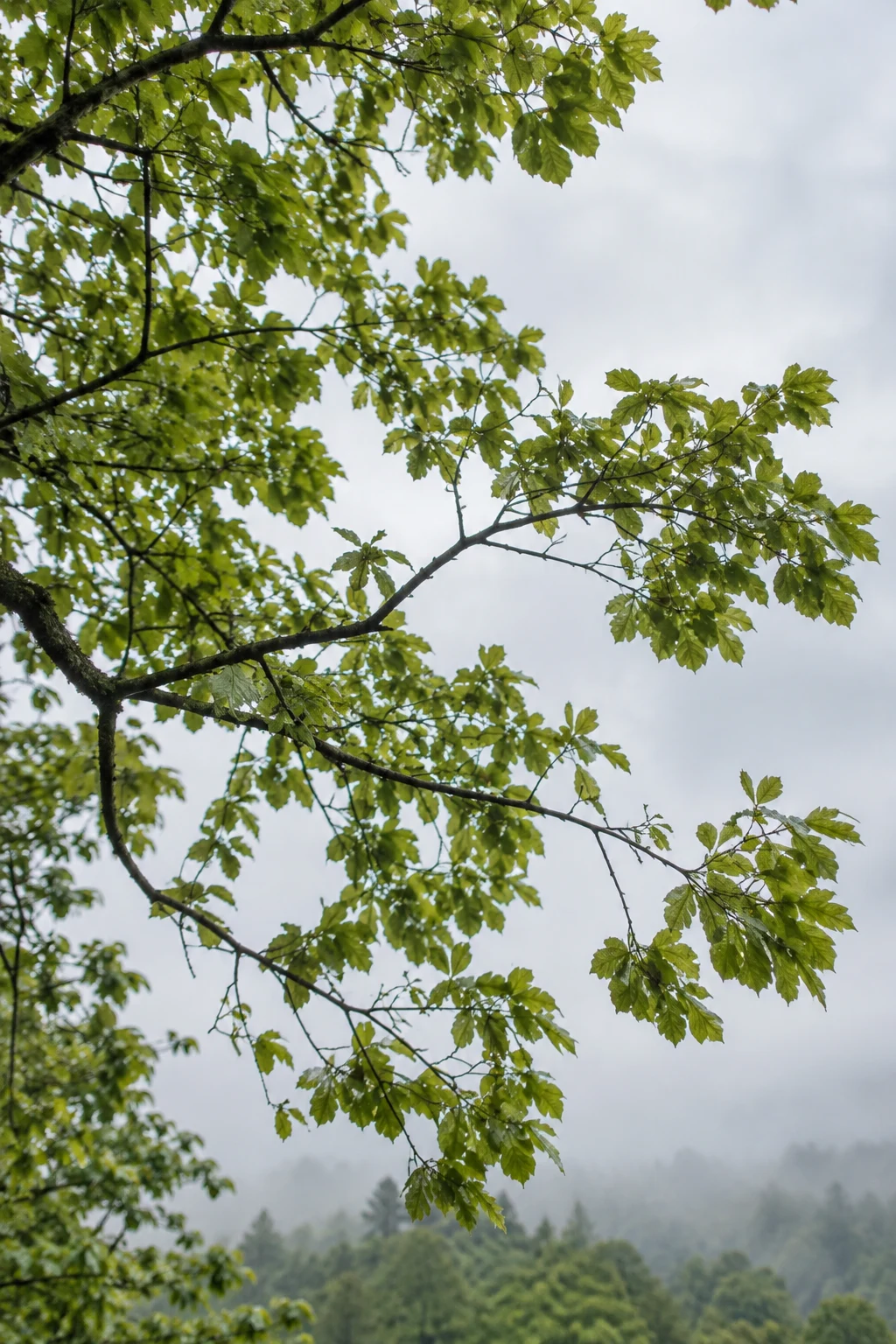 Green leaves on dark spreading branches against a pale sky and distant misty woods.