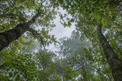 Upward view between two tree trunks into green leaves and a pale opening in the canopy.
