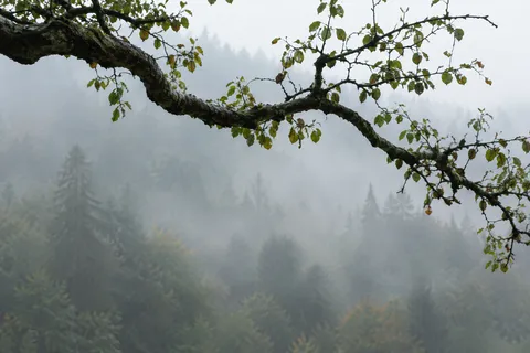 Dark curved bough with sparse leaves above fog-softened conifers.