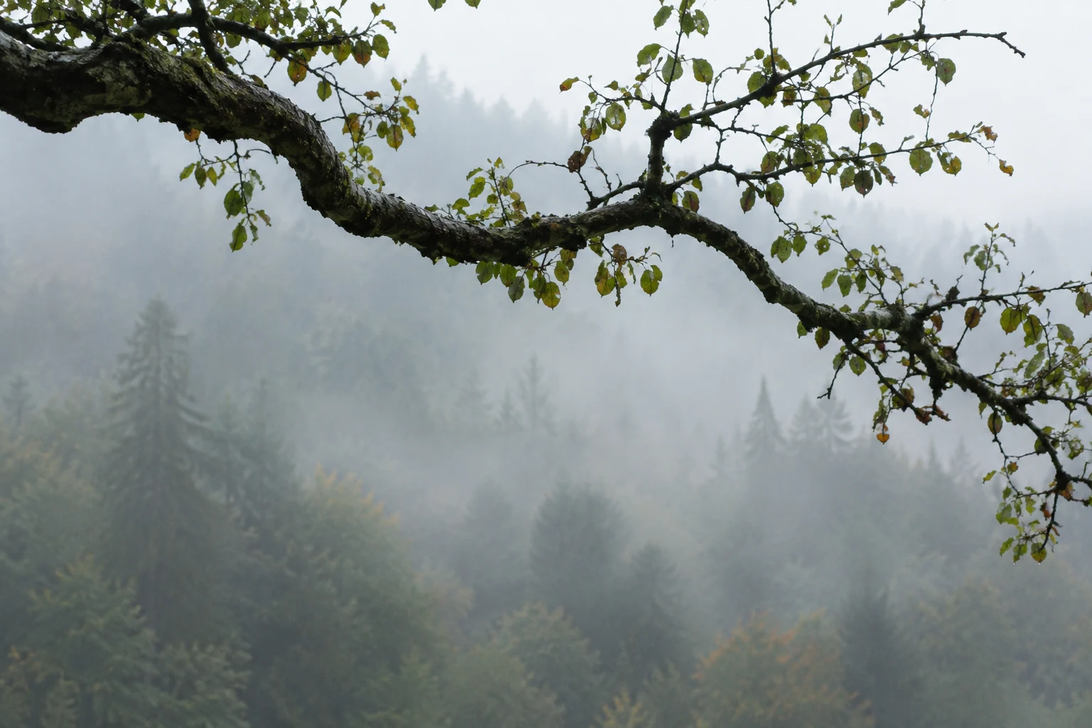 Dark curved bough with sparse leaves above fog-softened conifers.