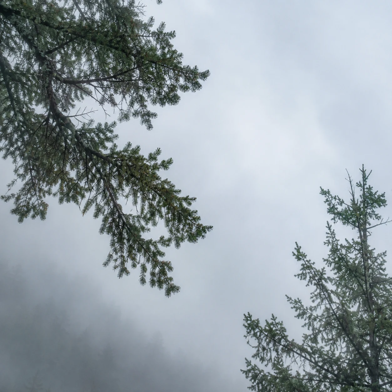 Conifer branches entering from opposite corners against a pale foggy sky.