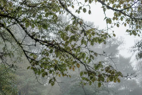 Fine dark branches and scattered leaves overlapping before fog-softened trees.