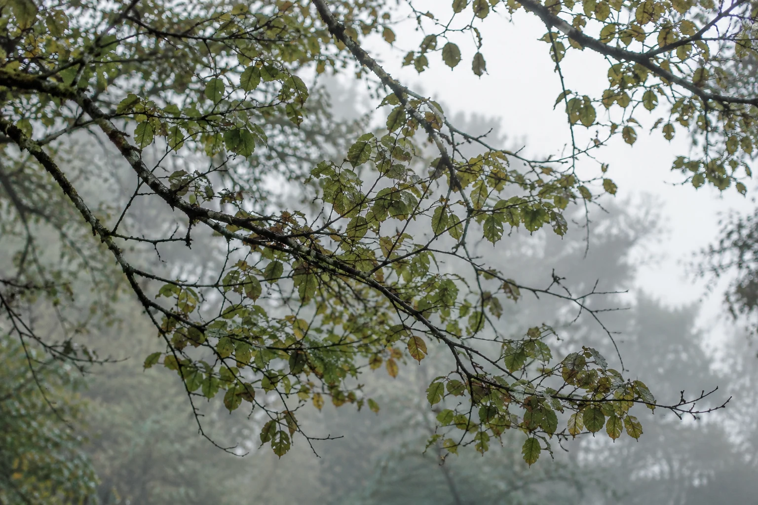 Fine dark branches and scattered leaves overlapping before fog-softened trees.