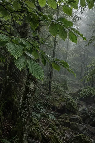 Wet green leaves in front of dark mossy trunks and a misty woodland floor.