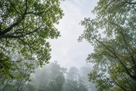 Two green tree crowns framing pale sky above a mist-softened woodland.