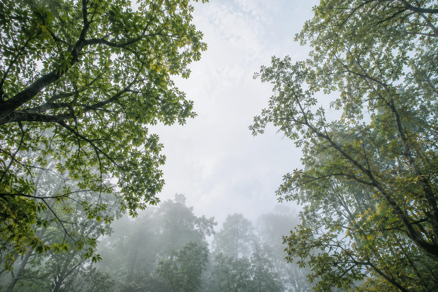 Two green tree crowns framing pale sky above a mist-softened woodland.