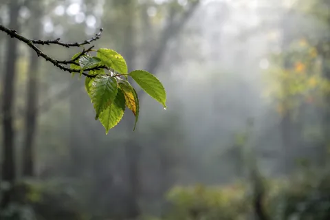 Small green leaf cluster on a slender branch against a softly blurred gray-green forest.