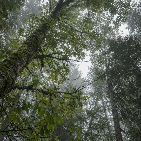 Upward woodland view with a mossy diagonal trunk and layered green foliage around pale sky.