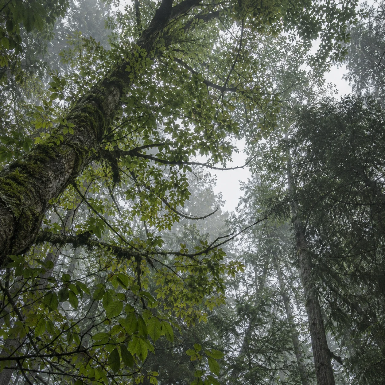 Upward woodland view with a mossy diagonal trunk and layered green foliage around pale sky.